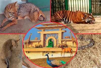 Gorakhpur Zoo Animals